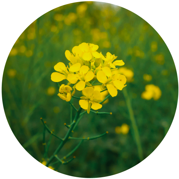 NATURE-GIFT-CANOLA-OIL-